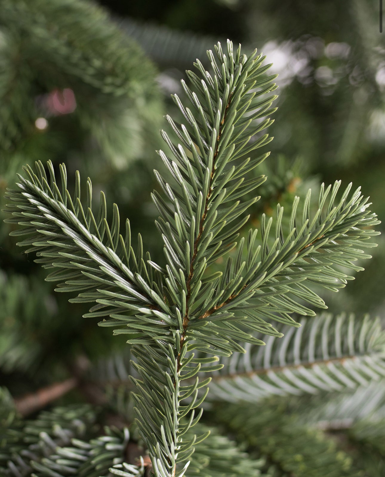 Classic Blue Spruce Christmas Tree with Built-In LED Lights