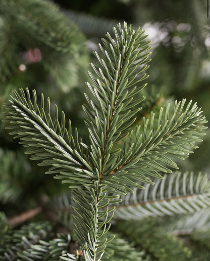 Classic Blue Spruce Christmas Tree with Built-In LED Lights